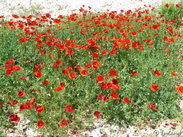 Image of Papaver rhoeas specimen.