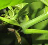 genus Fraxinus