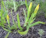 Iris humilis