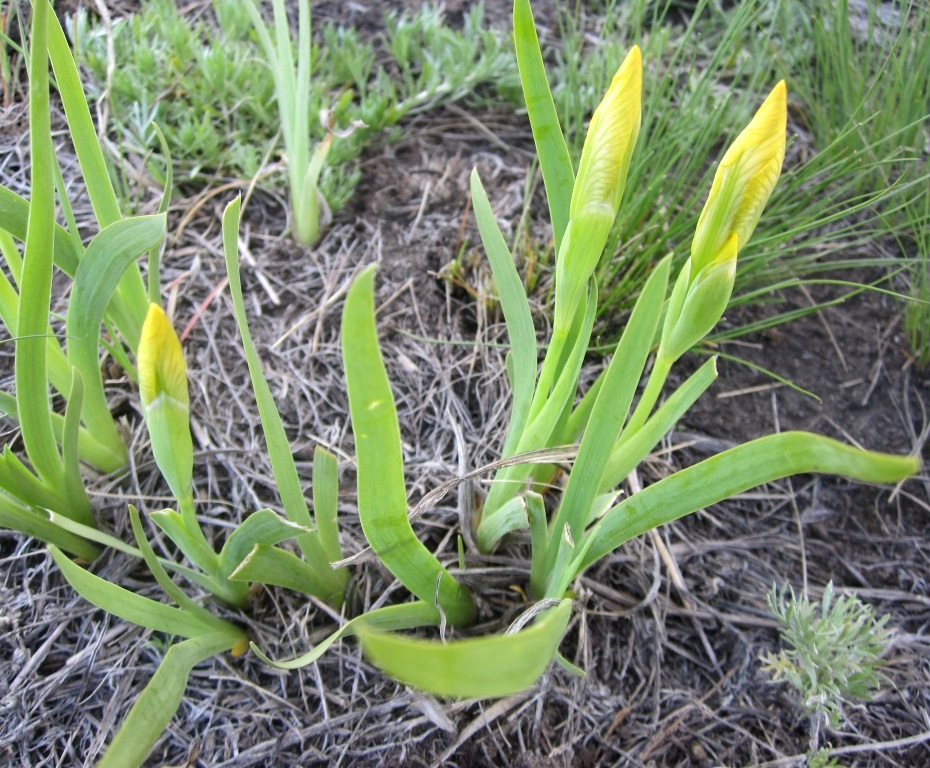 Изображение особи Iris humilis.