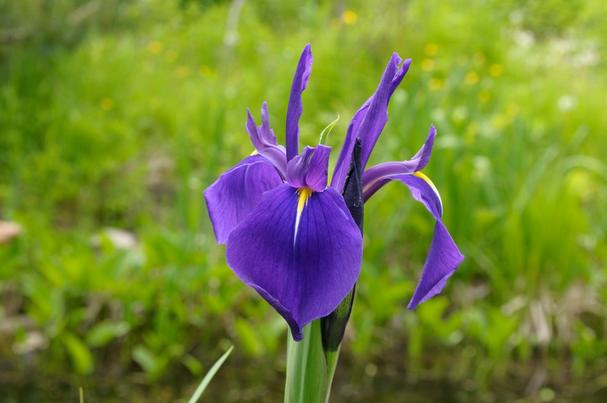 Изображение особи Iris laevigata.