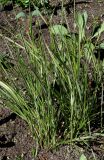 Calamagrostis &times; acutiflora