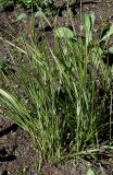 Calamagrostis × acutiflora