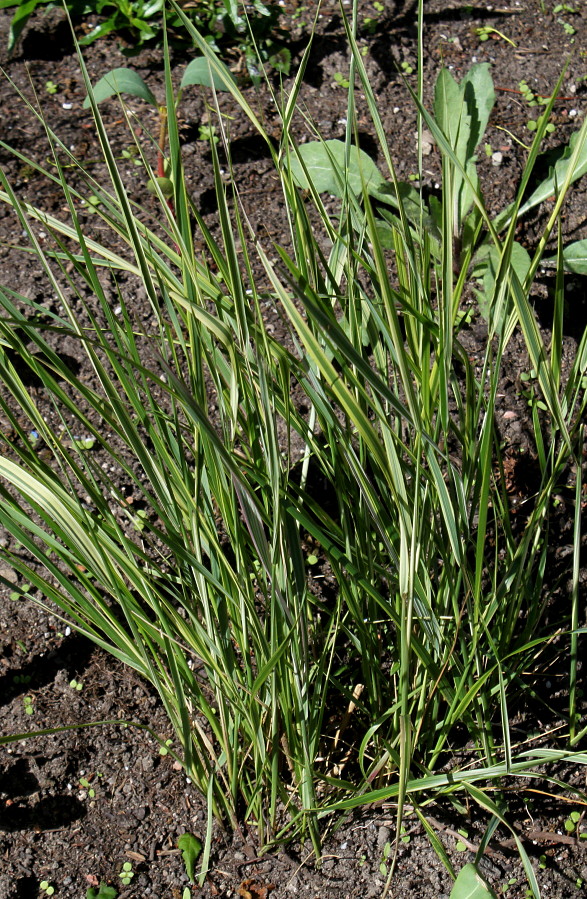 Изображение особи Calamagrostis &times; acutiflora.