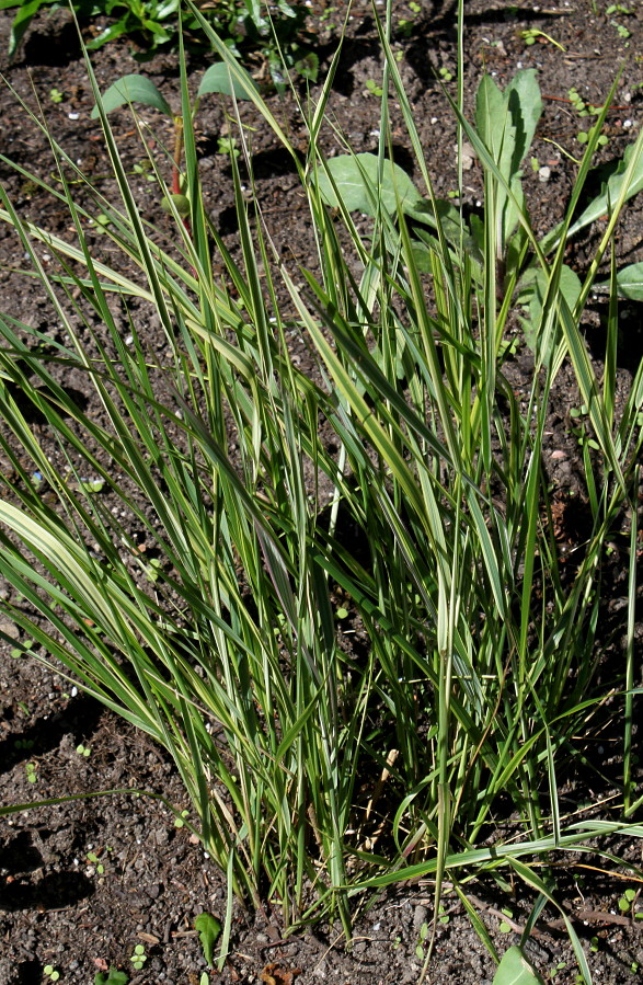 Image of Calamagrostis &times; acutiflora specimen.