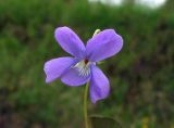 Viola epipsiloides. Цветок. Камчатский край, Елизовский р-н, окр. г. Петропавловск-Камчатский, луг по склону сопки южной экспозиции. 11.06.2013.