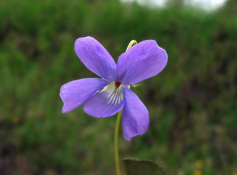 Изображение особи Viola epipsiloides.
