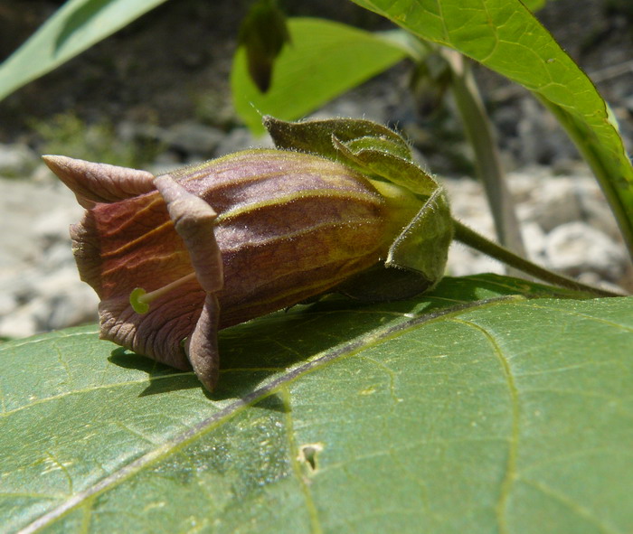 Image of Atropa bella-donna specimen.