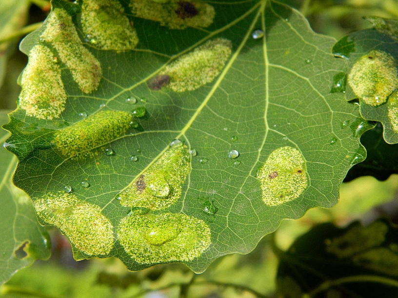 Изображение особи Populus tremula.