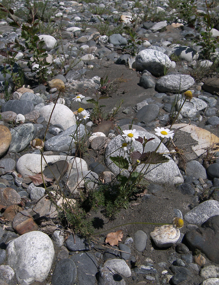 Изображение особи Tripleurospermum caucasicum.