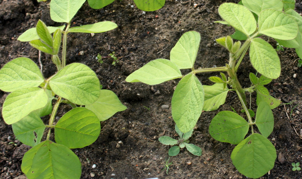 Image of Glycine max specimen.
