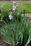 Iris &times; hybrida