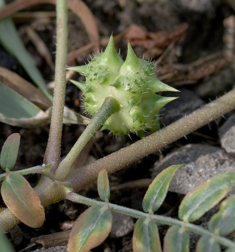 Изображение особи Tribulus terrestris.