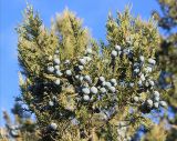 Juniperus excelsa. Веточки с шишкоягодами. Черноморское побережье Кавказа, Геленджикский р-н, Маркотхский хребет, Трубецкая щель, арчевник. 3 января 2013 г.