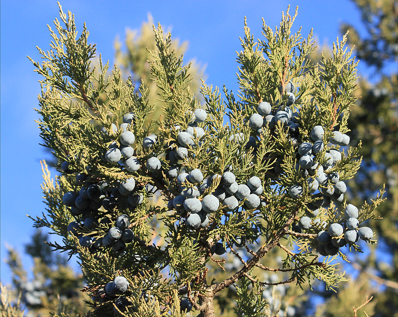 Image of Juniperus excelsa specimen.