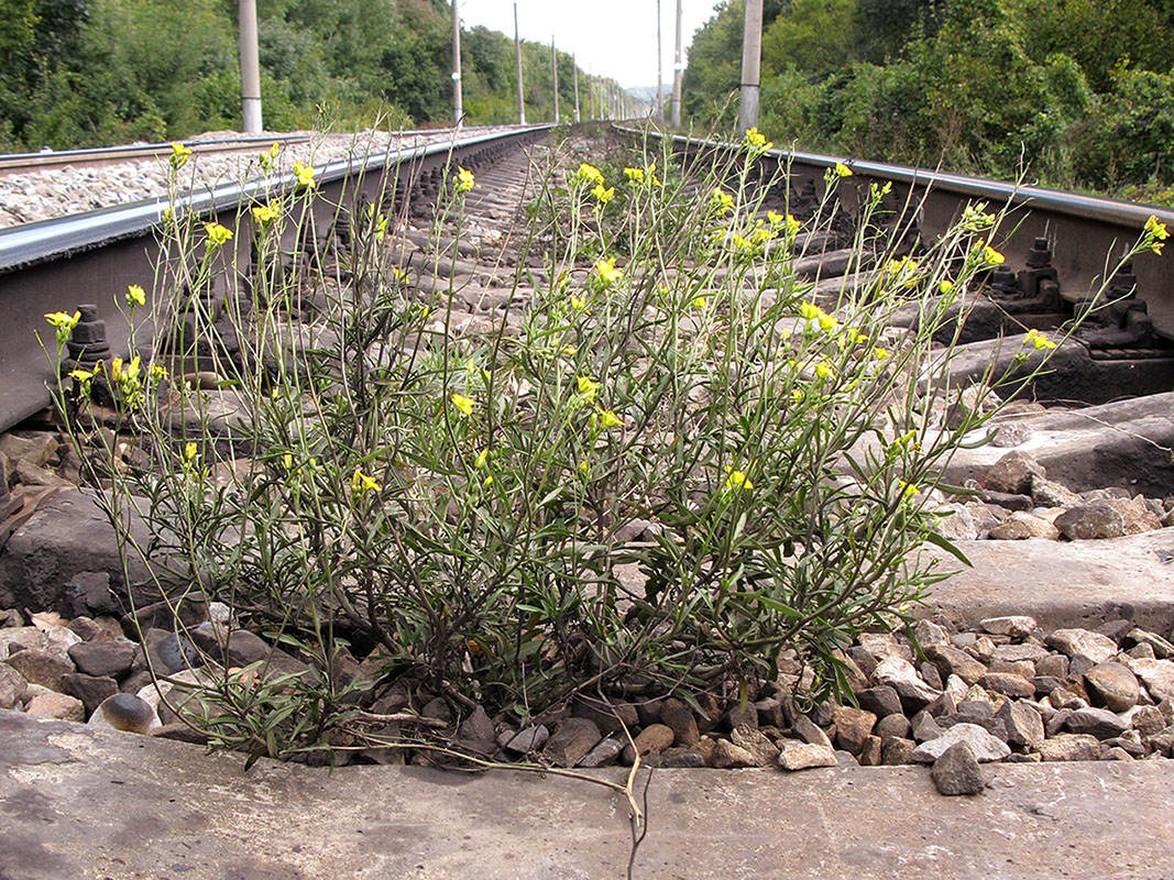 Image of Diplotaxis tenuifolia specimen.