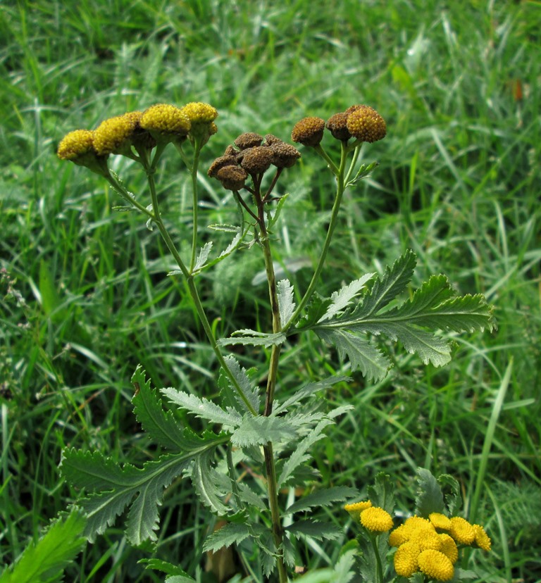 Image of Tanacetum vulgare specimen.