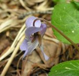 Viola selkirkii