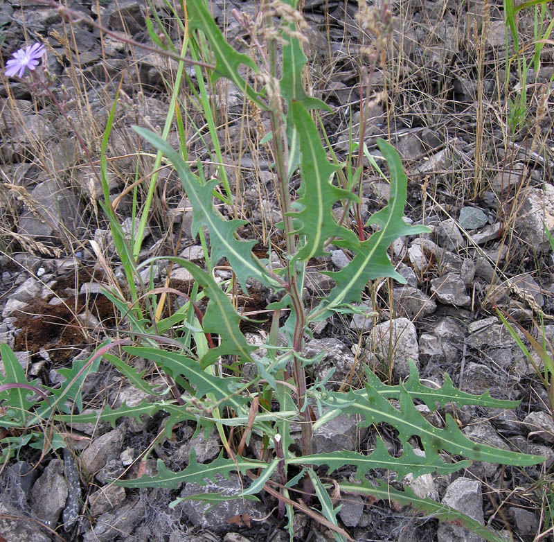 Image of Lactuca tatarica specimen.