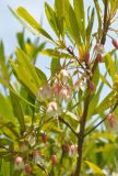 Elaeocarpus grandiflorus. Часть ветви с соцветиями. Таиланд, остров Пханган. 24.06.2013.