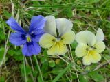 Viola altaica