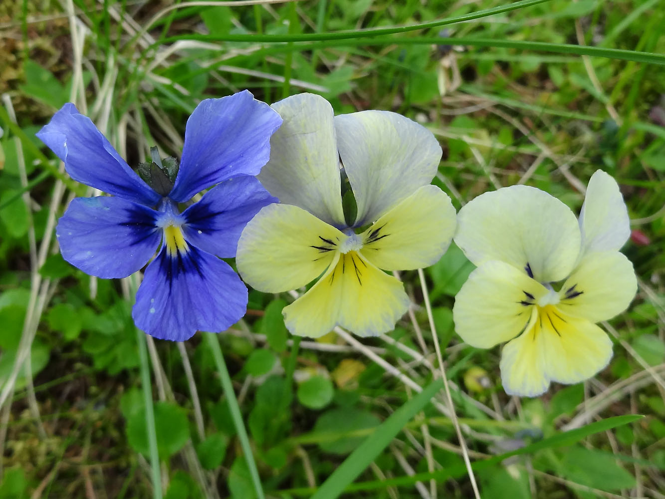 Image of Viola altaica specimen.