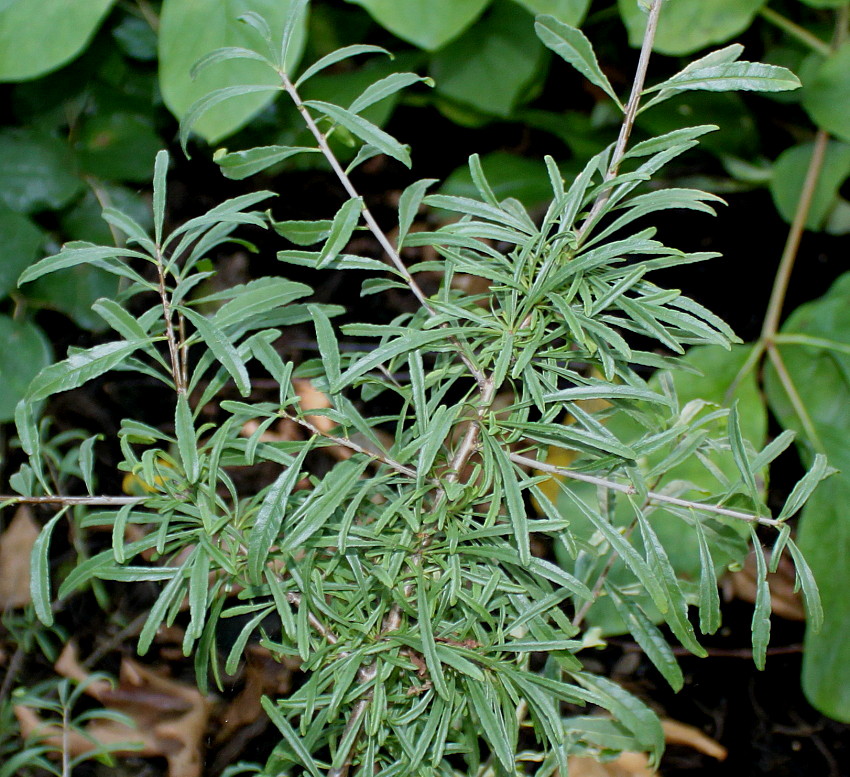 Image of Rhamnus erythroxyloides specimen.