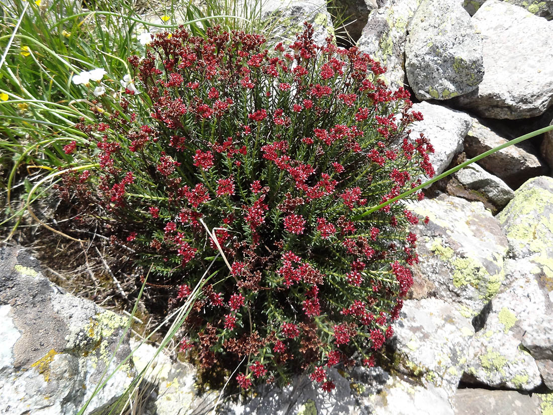 Изображение особи Rhodiola coccinea.