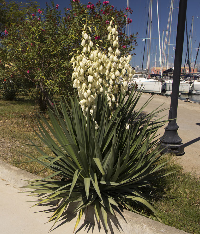 Изображение особи род Yucca.