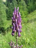 Aconitum moldavicum