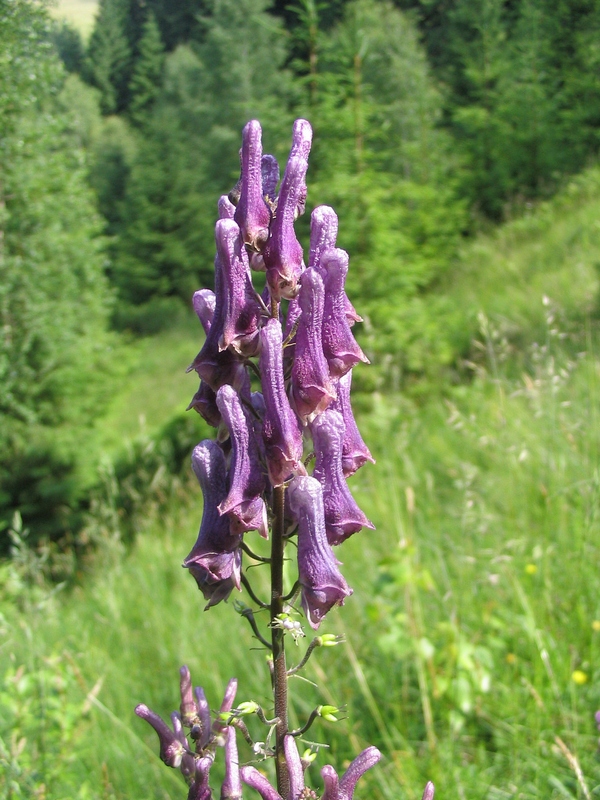 Image of Aconitum moldavicum specimen.