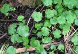 Heracleum sosnowskyi. Ювенильные растения в разной стадии развития. Псковская обл., Себежский р-н, близ дер. Черная Грязь, залежь. 18.05.2011.