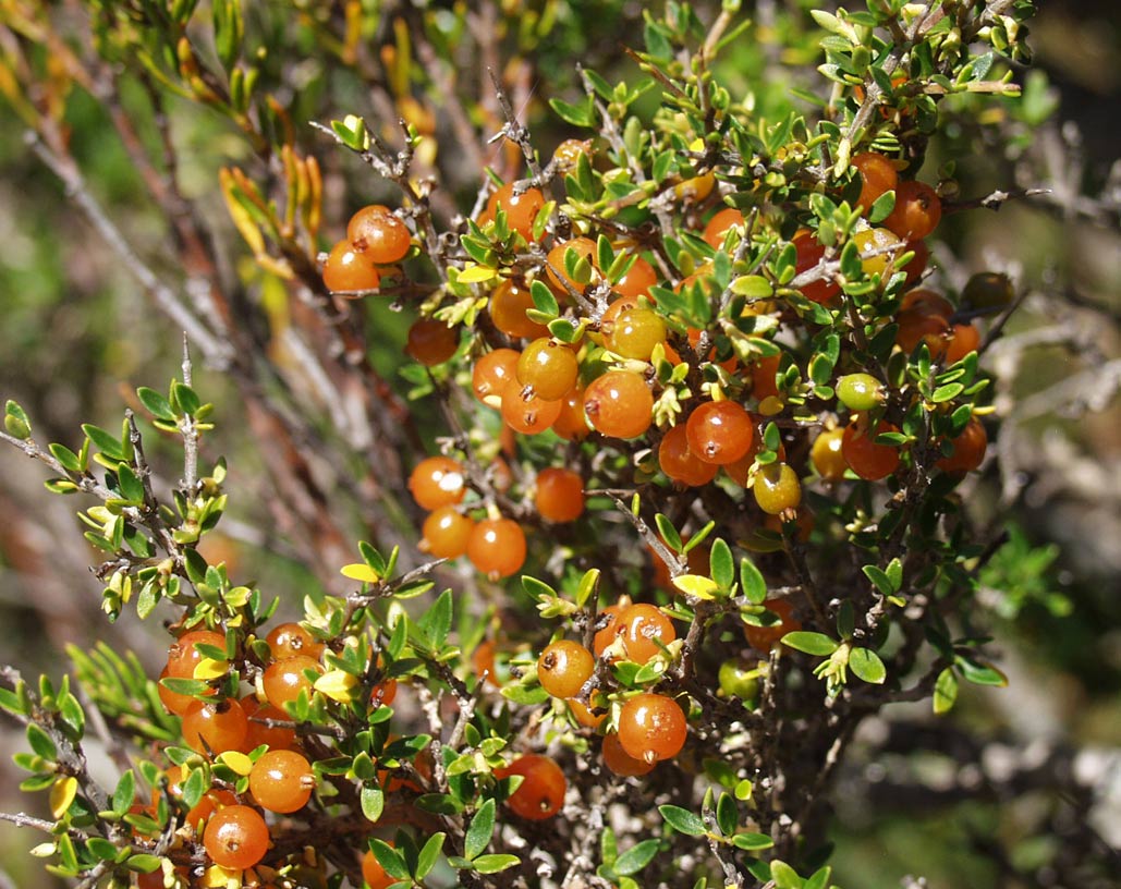 Image of Coprosma nitida specimen.