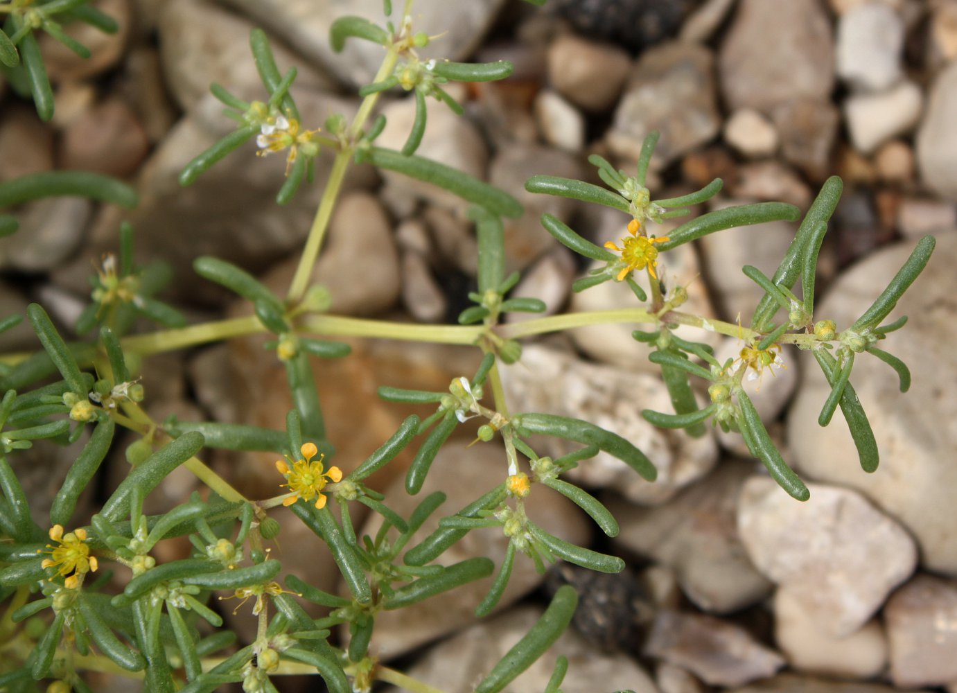 Изображение особи Tetraena simplex.