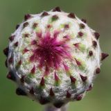 genus Jurinea