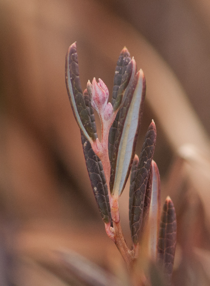 Изображение особи Andromeda polifolia.