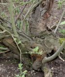 род Salix. Нижняя часть растения. Германия, г. Дюссельдорф, Ботанический сад университета. 28.04.2014.