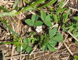 Potentilla micrantha