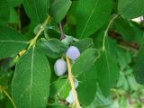 Lonicera altaica. Побег с созревающими соплодиями. Москва, Кусково, аллея лесопарка. 26.05.2014.