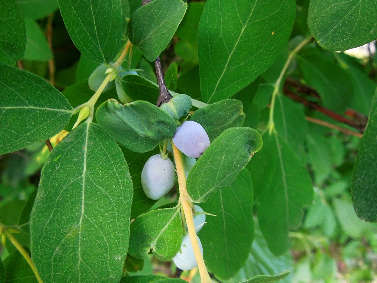 Image of Lonicera altaica specimen.