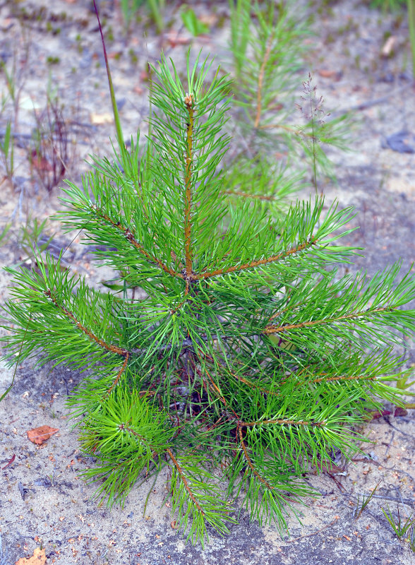 Изображение особи Pinus sylvestris.