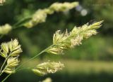 Dactylis glomerata. Часть соцветия. Комсомольск-на-Амуре, сквер. 24.06.2014.