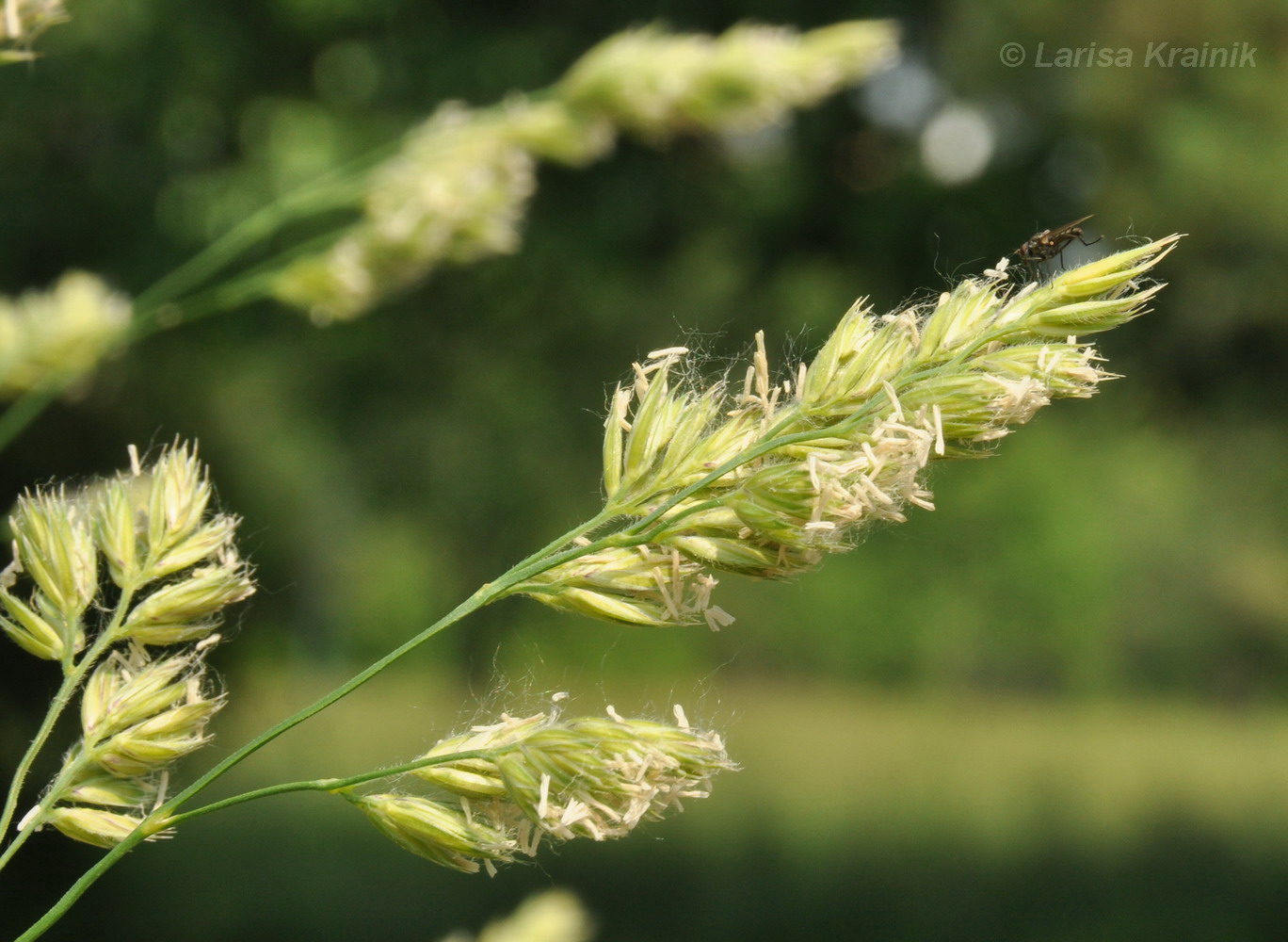 Image of Dactylis glomerata specimen.