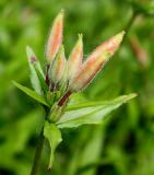 Oenothera perennis