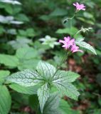 Geranium gracile