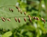 Melica nutans. Соплодия. Украина, Львовская обл., Дрогобычский р-н, г. Трускавец, Помярки, возле леса, обочина дороги. 11.06.2014.