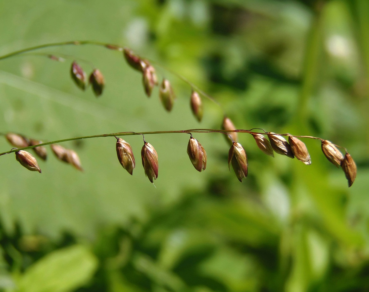 Изображение особи Melica nutans.