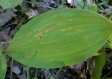 Convallaria majalis