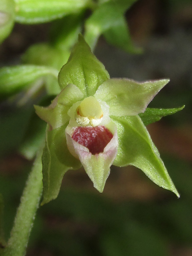 Image of Epipactis muelleri specimen.