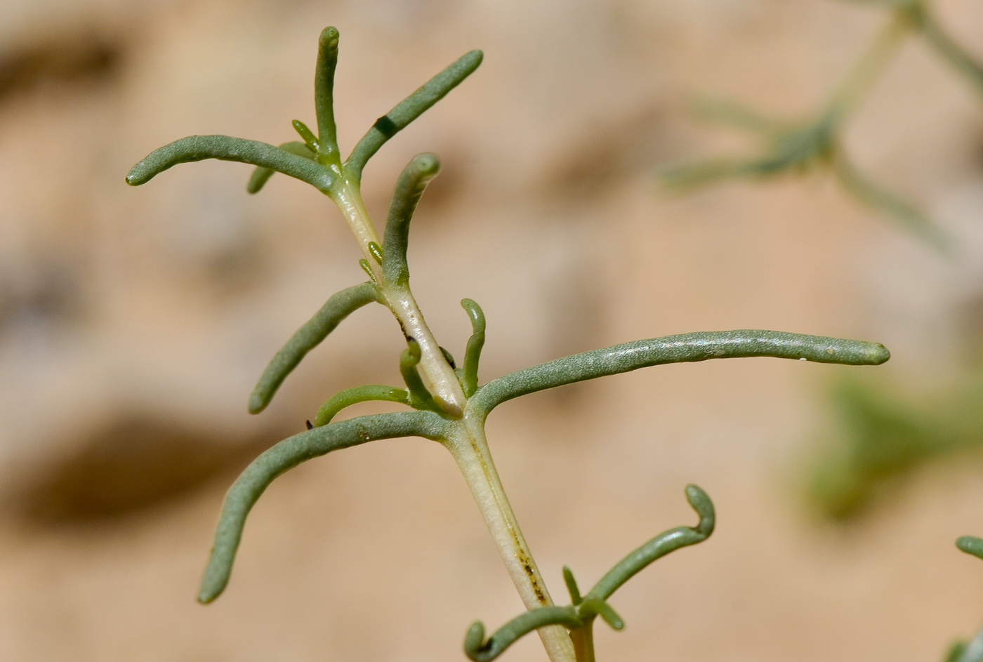 Image of Seidlitzia rosmarinus specimen.